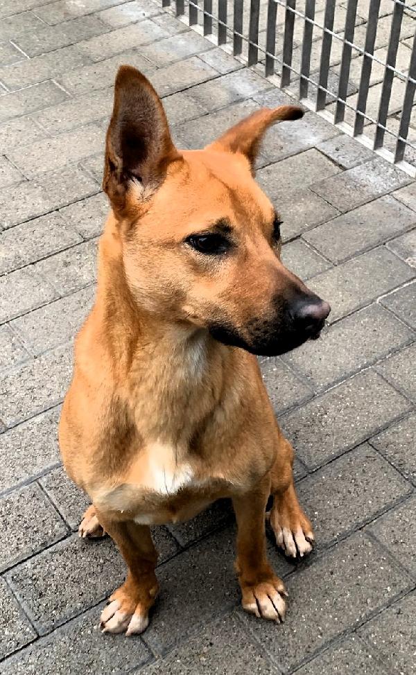 SIMBA LUPETTO Foto 5